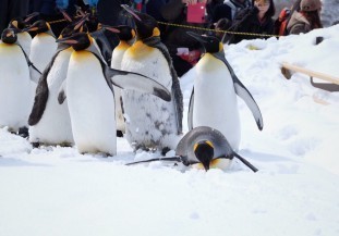 29342185_1679663652114674_877656715598757888_o